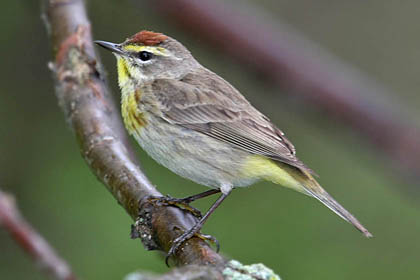 Palm Warbler Image @ Kiwifoto.com