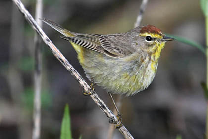 Palm Warbler Image @ Kiwifoto.com