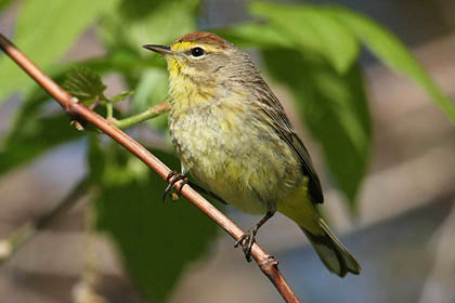 Palm Warbler Photo @ Kiwifoto.com