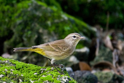 Palm Warbler Image @ Kiwifoto.com