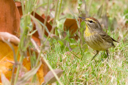 Palm Warbler Photo @ Kiwifoto.com