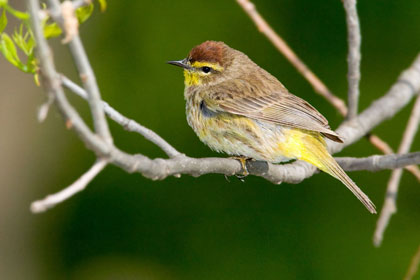 Palm Warbler Photo @ Kiwifoto.com