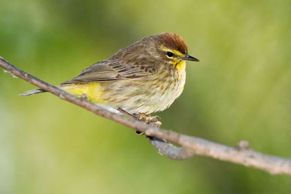 Palm Warbler Picture @ Kiwifoto.com