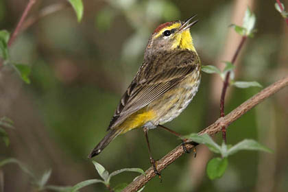 Palm Warbler