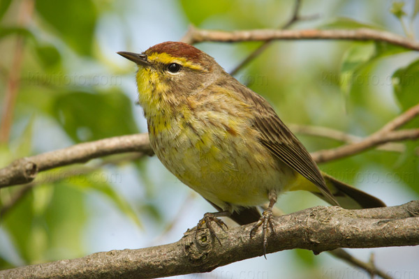 Palm Warbler