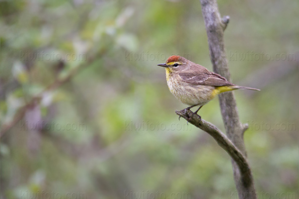 Palm Warbler Image @ Kiwifoto.com