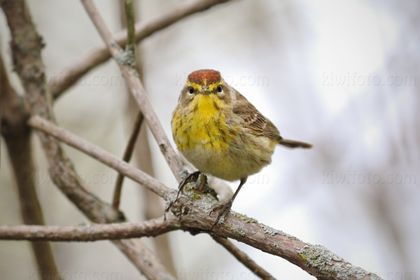 Palm Warbler Photo @ Kiwifoto.com