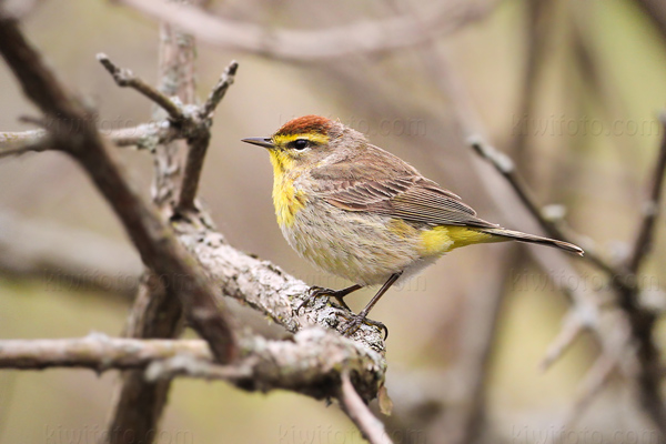 Palm Warbler Image @ Kiwifoto.com