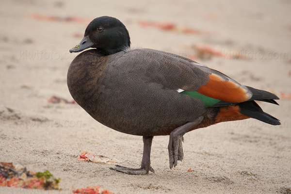 Paradise Shelduck Image @ Kiwifoto.com