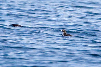 Parakeet Auklet Image @ Kiwifoto.com