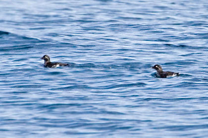 Parakeet Auklet