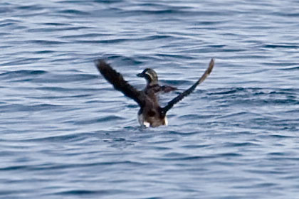 Parakeet Auklet Photo @ Kiwifoto.com