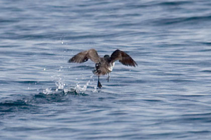 Parakeet Auklet Photo @ Kiwifoto.com