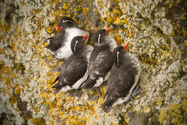 Parakeet Auklet Picture @ Kiwifoto.com