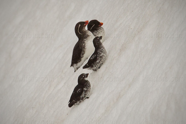 Parakeet Auklet Photo @ Kiwifoto.com