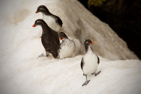 Parakeet Auklet Photo @ Kiwifoto.com