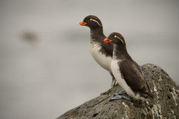 Parakeet Auklet Photo @ Kiwifoto.com