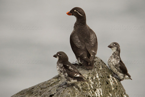 Parakeet Auklet Image @ Kiwifoto.com