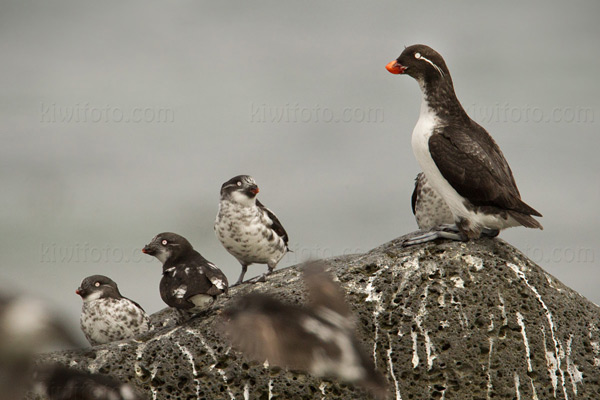 Parakeet Auklet Photo @ Kiwifoto.com