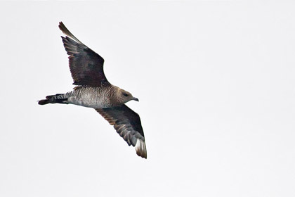 Parasitic Jaeger Photo @ Kiwifoto.com