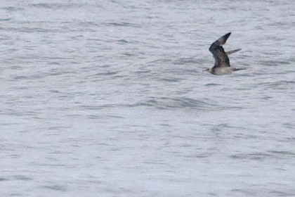 Parasitic Jaeger Picture @ Kiwifoto.com