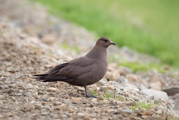 Parasitic Jaeger Photo @ Kiwifoto.com