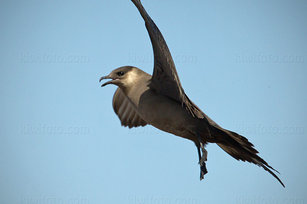 Parasitic Jaeger Picture @ Kiwifoto.com