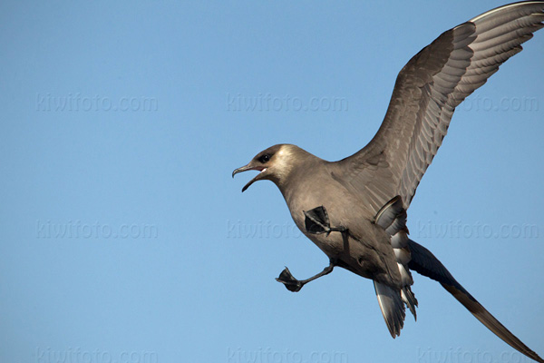 Parasitic Jaeger Photo @ Kiwifoto.com