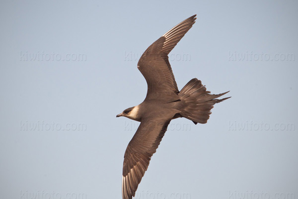 Parasitic Jaeger Photo @ Kiwifoto.com