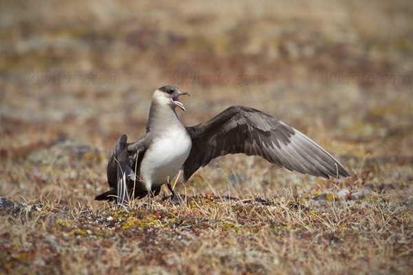 Parasitic Jaeger Photo @ Kiwifoto.com