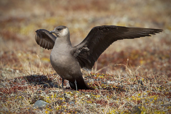 Parasitic Jaeger Photo @ Kiwifoto.com