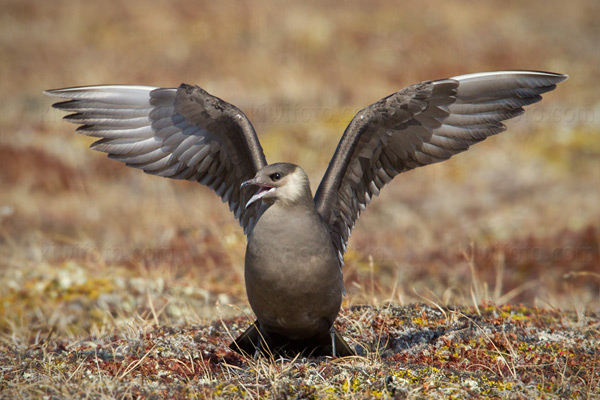 Parasitic Jaeger Picture @ Kiwifoto.com