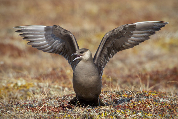 Parasitic Jaeger Image @ Kiwifoto.com