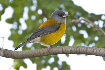 Patagonian Sierra-finch