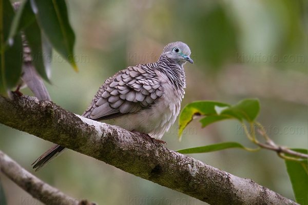 Peaceful Dove Picture @ Kiwifoto.com