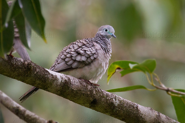 Peaceful Dove