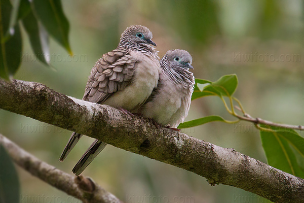 Peaceful Dove Picture @ Kiwifoto.com