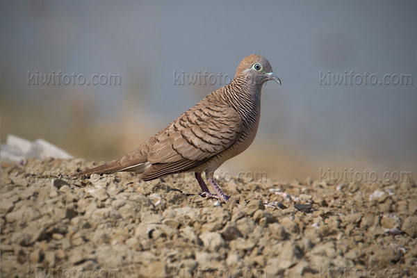 Peaceful Dove Picture @ Kiwifoto.com