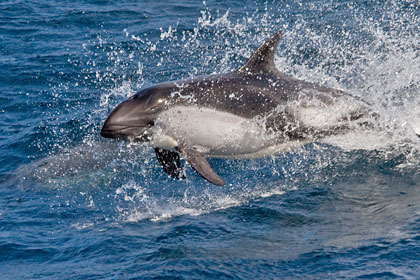 Peale's Dolphin Image @ Kiwifoto.com