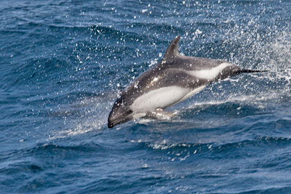 Peale's Dolphin Picture @ Kiwifoto.com