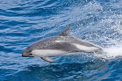 Peale's Dolphin Picture @ Kiwifoto.com