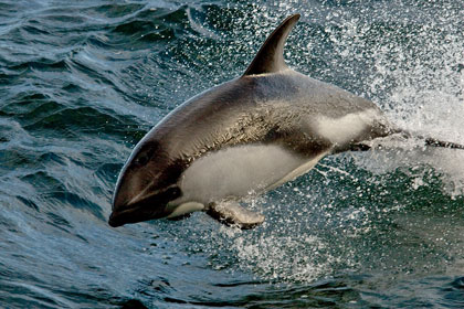 Peale's Dolphin Image @ Kiwifoto.com