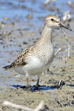 Pectoral Sandpiper Picture @ Kiwifoto.com