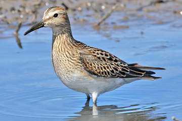 Pectoral Sandpiper Picture @ Kiwifoto.com