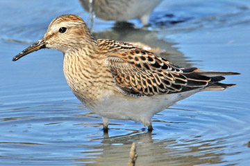 Pectoral Sandpiper Image @ Kiwifoto.com