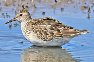 Pectoral Sandpiper Image @ Kiwifoto.com