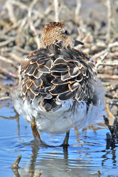 Pectoral Sandpiper Image @ Kiwifoto.com