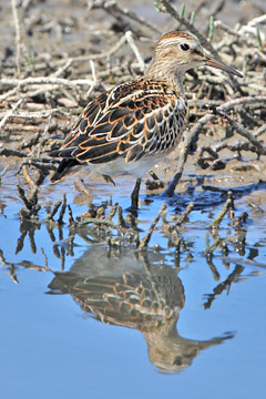 Pectoral Sandpiper Picture @ Kiwifoto.com