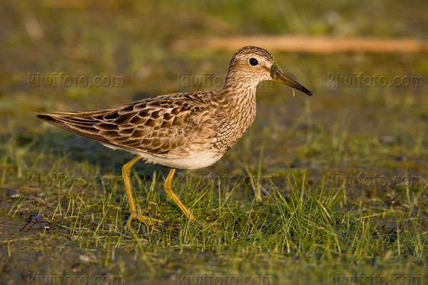 Pectoral Sandpiper Image @ Kiwifoto.com