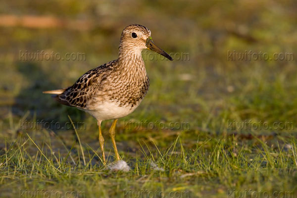 Pectoral Sandpiper Image @ Kiwifoto.com